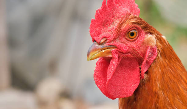 close up head portrait backyard rural Red Cockerel Rhode Island rooster chicken stock photo