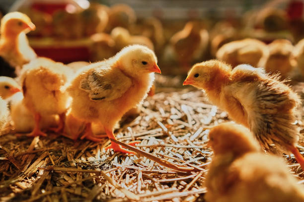 Group of colorful baby chicken on straw farm factory production sun shine in background stock photo
