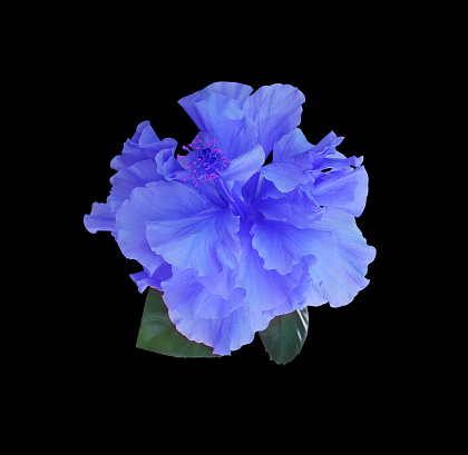 Shoe Flower or Hibiscus or Chinese rose flower. Close up blue-purple single flower bouquet isolated on black background.