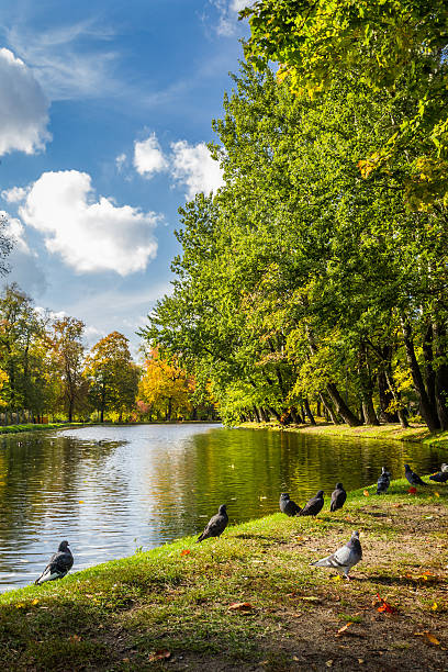 istock Pigeons on the river in autumn park 154974173