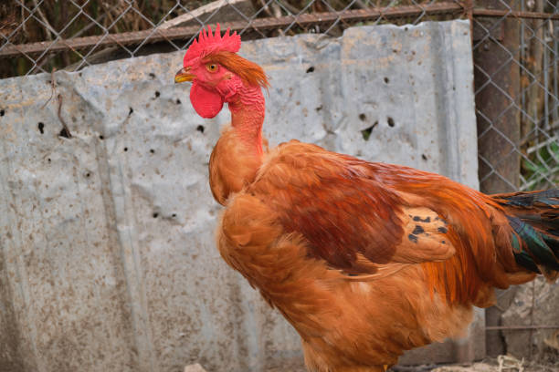organic free range backyard courtyard rural village Red naked neck Cockerel rooster chicken stock photo