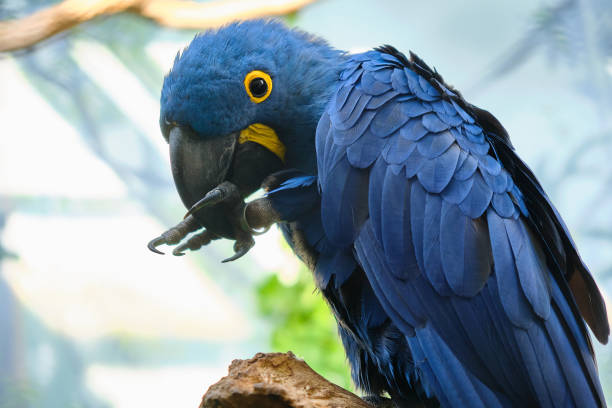 Close-up of a hyacinth blue macaw parrot stock photo