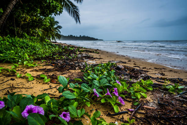 Mission Beach, North Queensland, Australia, overcast day beach front with palm trees and the ocean, moody Mission Beach with palm trees and ocean, Stormy Mission Beach ocean and coconut palms, stormy beach purple flowers on the beach,