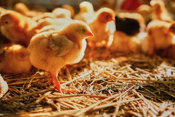 Group of colorful baby chicken sleeping on straw bed farm factory production sun shine stock photo