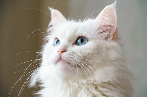 Close-up portrait of white cat with blue eyes.