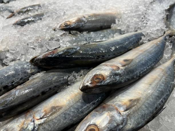 istock Fresh short mackerel fish on Ice in the supermarket 1549769222