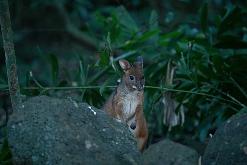 Pademelon at night in the rainforest standing behind rocks on the Atherton Tablelands, Pademelon is a small kangaroo, Pademelons are small marsupials in the genus Thylogale, found in Australia