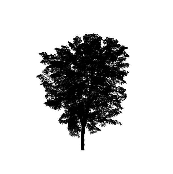 tree isolated on white background with clipping path and alpha channel