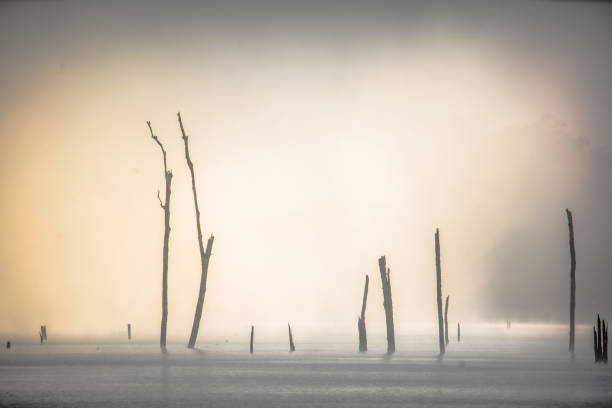Sunrise over Lake Tinaroo, Atherton Tablelands, Queensland, sunrise over the lake showing dead trees and fog, misty winter morning,