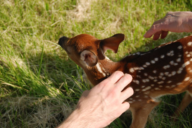 istock White-Tailed Deer Fawn on Green Grass Human Touching 1549827505