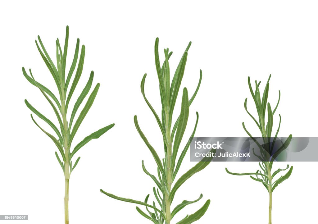 Lavender Plant Green Stems With Leaves Isolated Cutout Stock Photo -  Download Image Now - iStock
