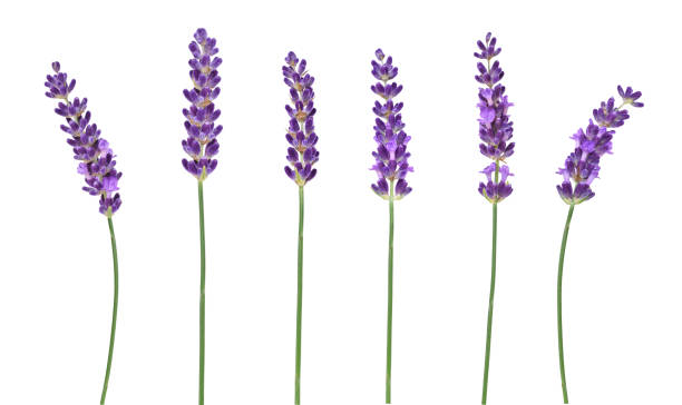 istock Multiple purple lavender flower stems isolated cutout 1549840010