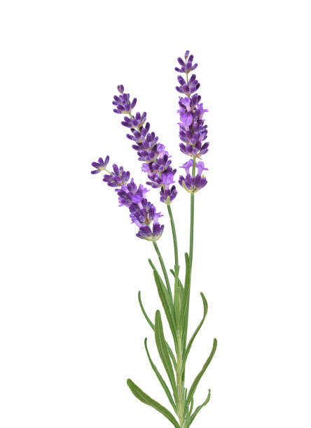 istock Three purple lavender flower stems isolated cutout 1549840011