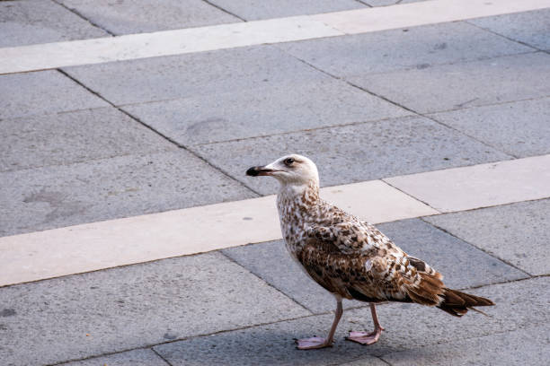 istock European herring gull Larus Argentatus 1549840460