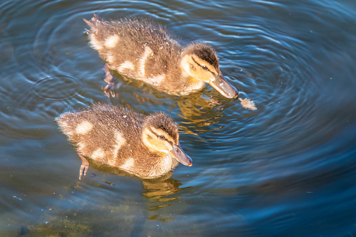 Cute little duckling swimming alone in a lake or river with calm water. Agriculture, Farming. Happy duck. Cute and humor