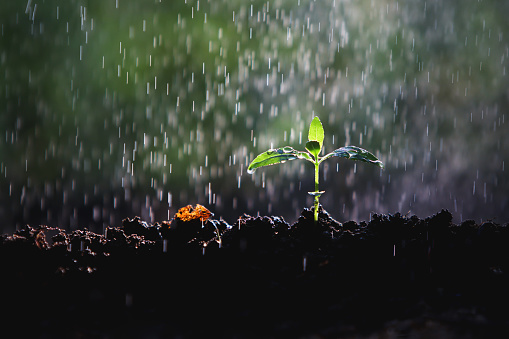Fresh rain falling on the soil, transparent water droplets and raindrops on green young shoot leaves, refreshing forest and beautiful natural environment