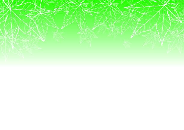 Summer Illustration. Autumn leaves (maple) in summer. Summer Illustration. Autumn leaves (maple) in summer. White line drawing of autumn leaves on the green gradation. silhouette of a fall leaves black and white stock illustrations