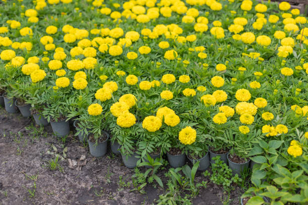 yellow marigold seedlings in pots. saplings for the garden. - houseplant marigold flower annual imagens e fotografias de stock