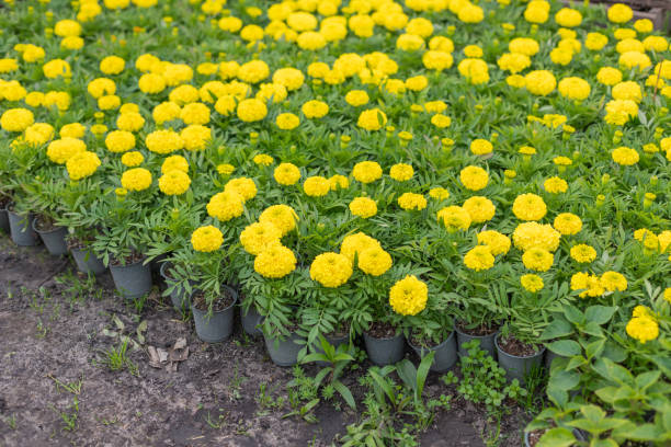 желтая рассада бархатцев в горшочках. саженцы для сада. - houseplant marigold flower annual стоковые фото и изображения