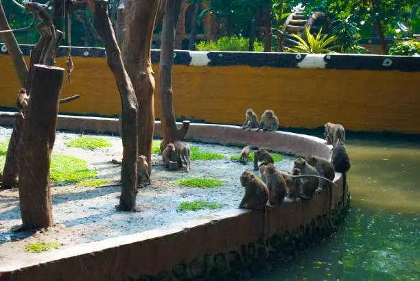 Photo of Group of monkey at the Surabaya zoo, Indonesia.