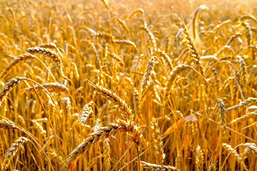A field of mature wheat. Yellow ears of wheat. Bright golden ears of wheat on a summer day.