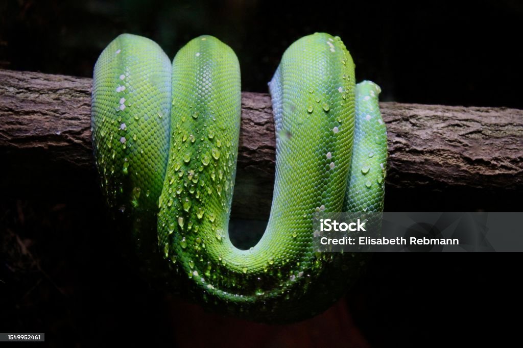 Tree Water Python Green Tree Python Stock Photo - Download Image Now - Animal, Animal ...