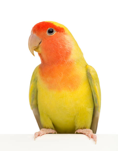 istock Rosy-faced Lovebird, Agapornis roseicollis 154996210