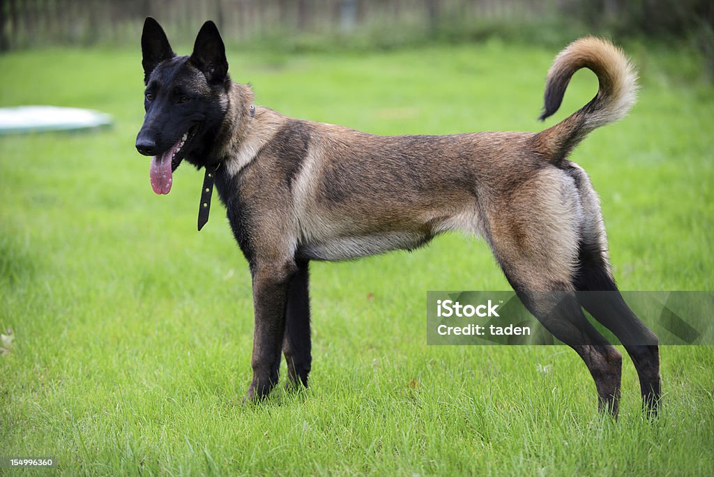 belgian malinois Malinois Dog 6 months old Belgian sheepdog Animal Stock Photo