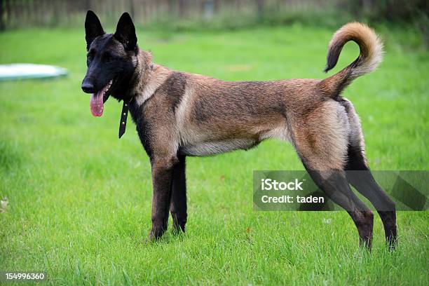 Belgian Malinois Stock Photo - Download Image Now - Animal, Belgian Malinois, Brown