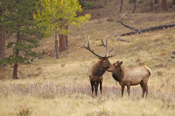 istock Bull Elk Nuzzling a Calf 154996484