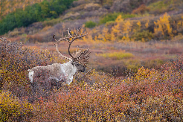 caribou de l'alaska - scenics denali national park alaska usa photos et images de collection