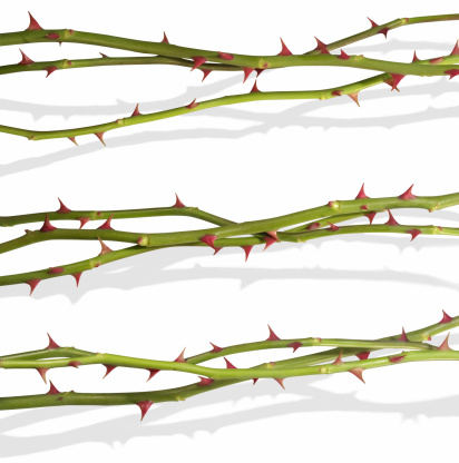 Isolated rose stems with clipping paths, without the shadows, for quick access to them. The shadows have been photographed together, to appear real.
