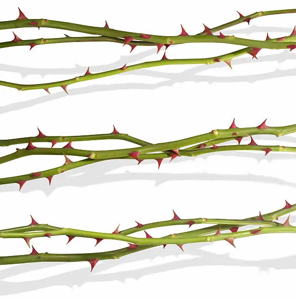Isolated rose stems with clipping paths, without the shadows, for quick access to them. The shadows have been photographed together, to appear real.