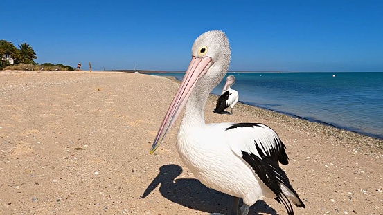 Horizontal closeup photo of a pelican in the wild standing on the beach at Lake Tabourie on the south coast of NSW near Ulladulla.