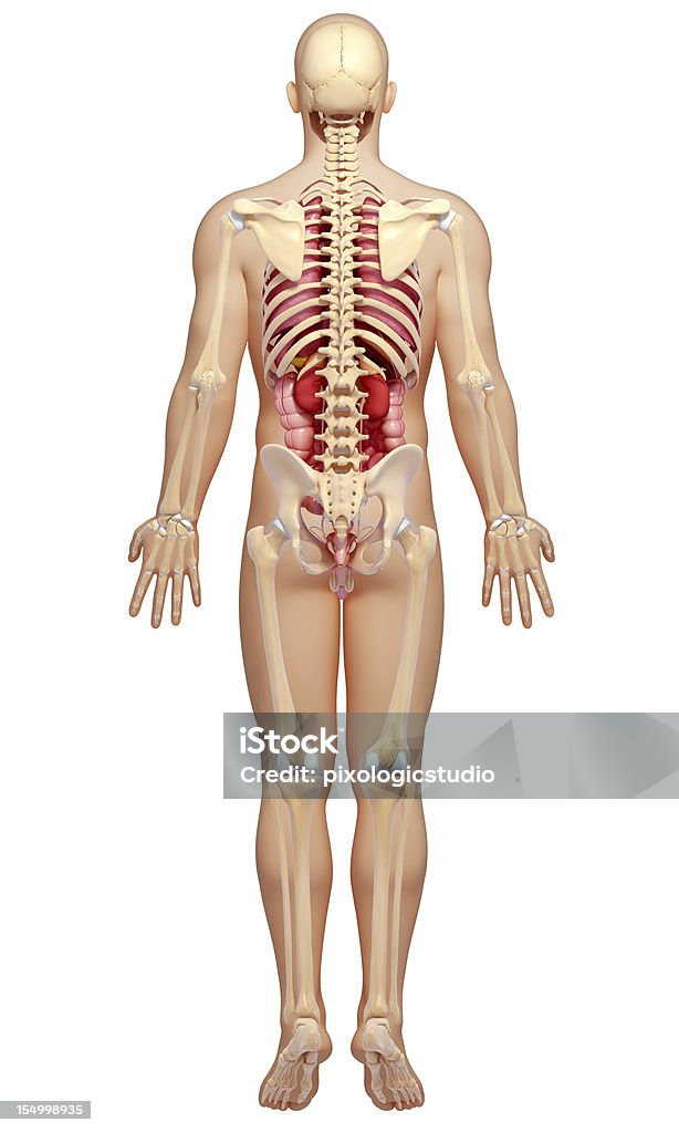 Homme corps met Rein - Photo de Anatomie libre de droits