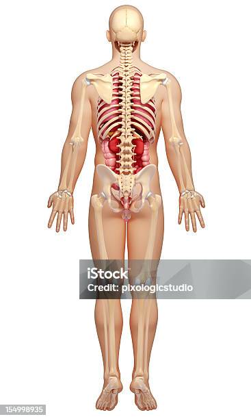 Mężczyzna Ciało Podkreśla Nerek - zdjęcia stockowe i więcej obrazów Anatomia człowieka - Anatomia człowieka, Bez ludzi, Ciało ludzkie