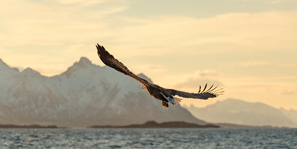 White-tailed eagle or sea eagle hunting in the sky over a Fjord near Vesteralen island in Northern Norway during a beautiful winter day. With a wingspan spanning up to 8 feet (2.4 meters) and a pristine white tail that contrasts against its dark brown body, this magnificent raptor commands attention as it navigates the frigid air currents.