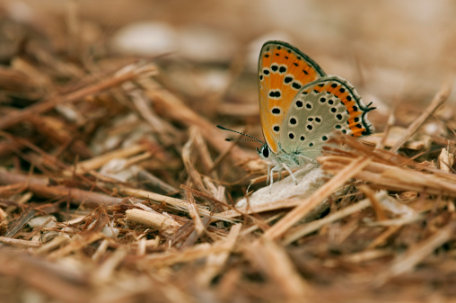 an orange black dotted butterfly standing in the ground, surrounded by splinters and wood chips.