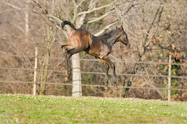 istock Horse - Foal runs and bucks in the meadow 154999751