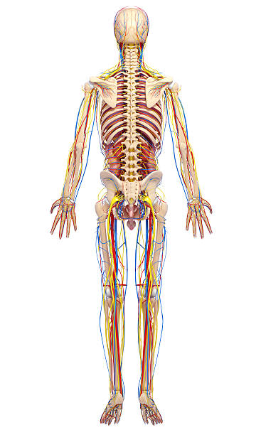 istock circulatory system of male back side full body 154999812