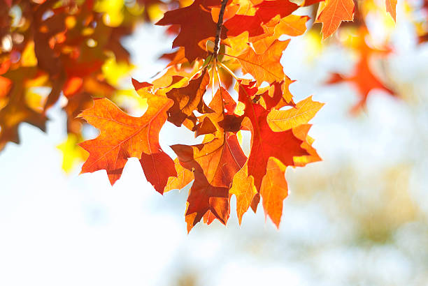 Brilliant Fall Leaves stock photo