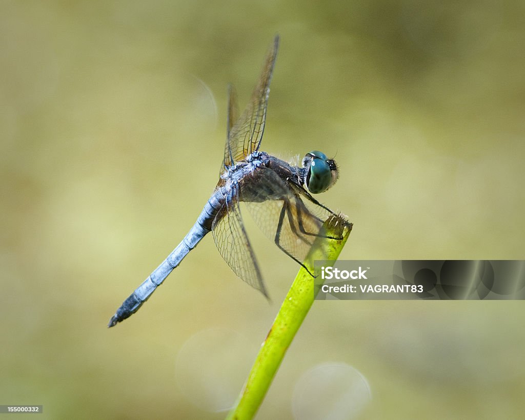 Libélula azul - Foto de stock de Ala de animal libre de derechos