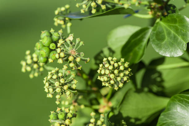 istock Ivy budding in early spring, County Down, Northern Ireland, United Kingdom, UK 1550010216