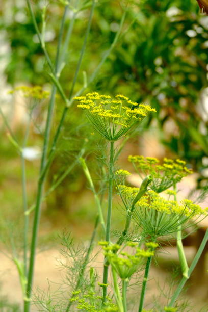 istock selective focus of yellow flowers with text space 1550012856
