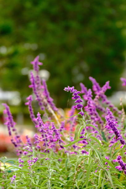 istock selective focus of lavender flowers with text space 1550013902
