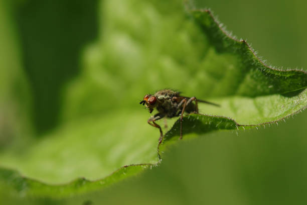 Scathophaga stercoraria sur une plante non identifiée