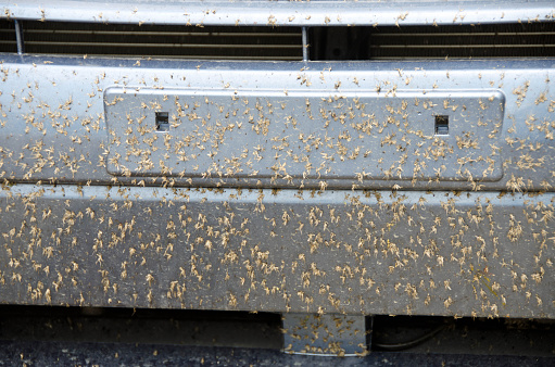 Mosquitoes on the front bumper of a newer car. A problem with warm weather driviing.