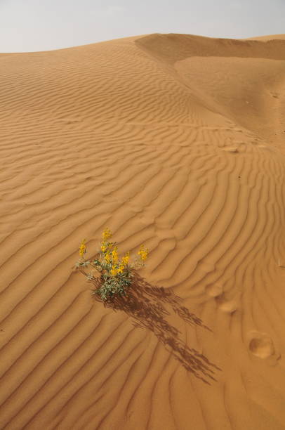 istock Osian,Thar desert,Rajasthan,India. 155003091