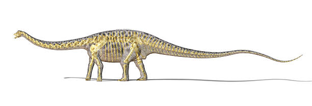 istock Diplodocus dinosaur photo-realistc rendering, with full skeleton superimposed. 155003106