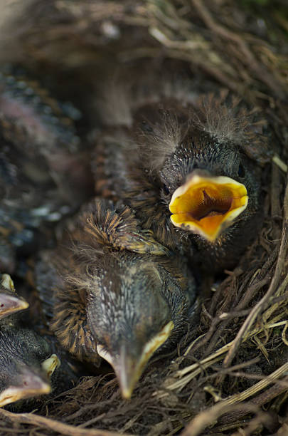 istock Young Blackbird in nest with beak wide open 155003291
